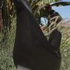 Relaxing Bird - Image 6