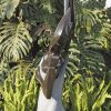 Lady woman stone sculpture - After Bathing by Lovemore Bonjisi right side