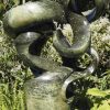 Abstract garden stone sculpture - Growing Force by Willard Bopoto back